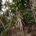 nusalavu_v_0705_0069.jpg